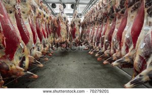 stock-photo-slaughterhouse-cows-hanging-on-hooks-in-the-cold-half-of-cows-70279201